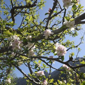 jabuka-malus-domestica
