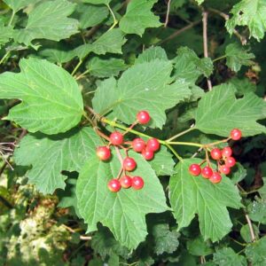 ribizla